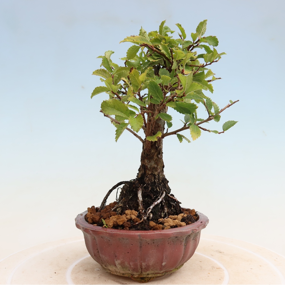 Bonsai für draußen - Zelkova - Zelkova NIRE