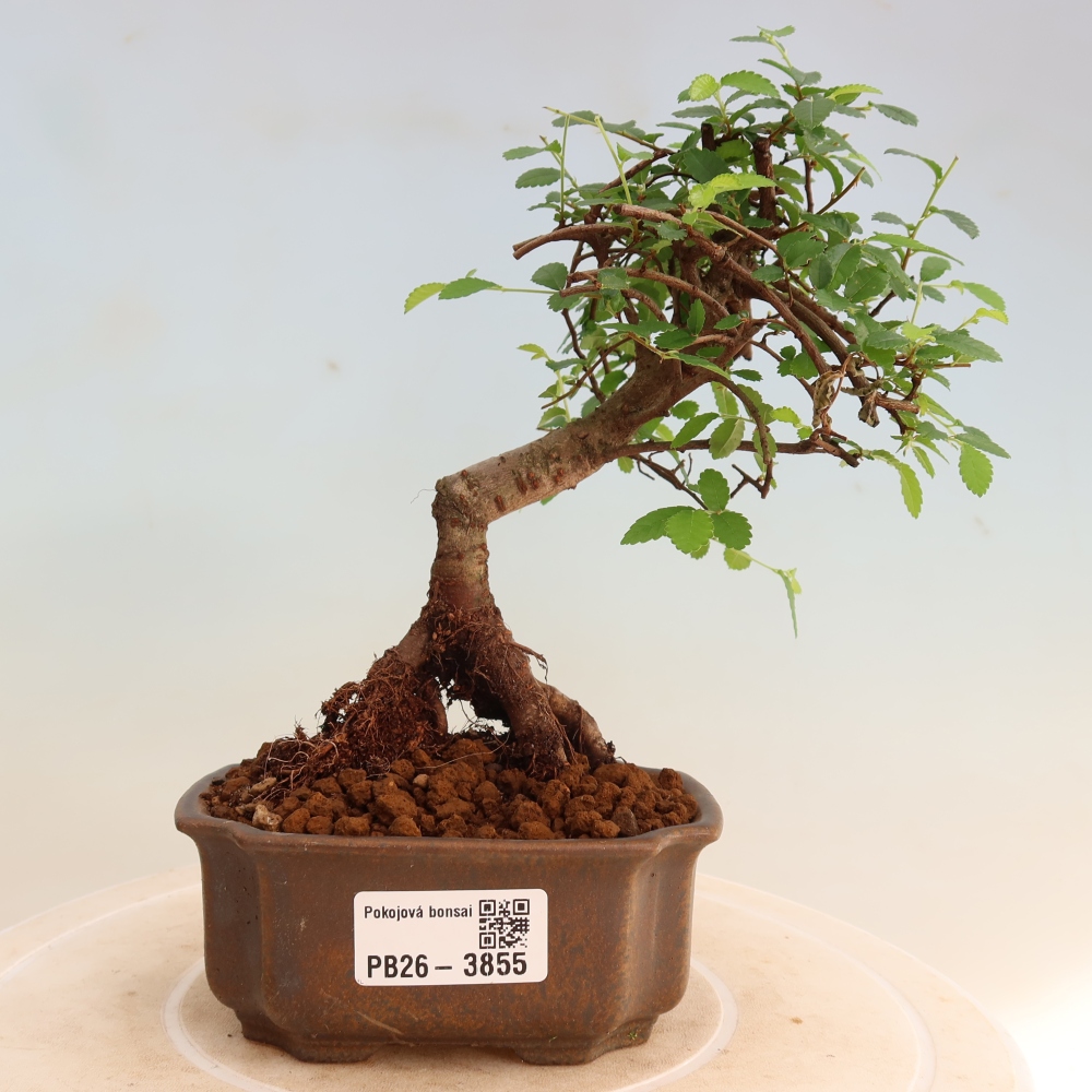 Zimmerbonsai - Ulmus parvifolia - Kleinblättrige Ulme
