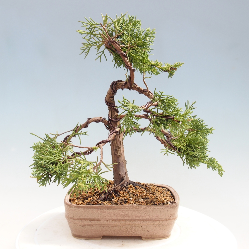 Bonsai für draußen - Juniperus chinensis Kishu