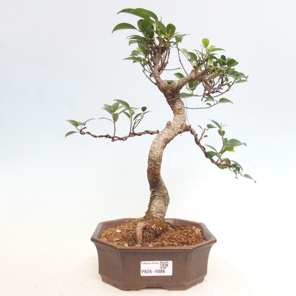 Zimmerbonsai - Ficus retusa - Kleinblättriger Ficus