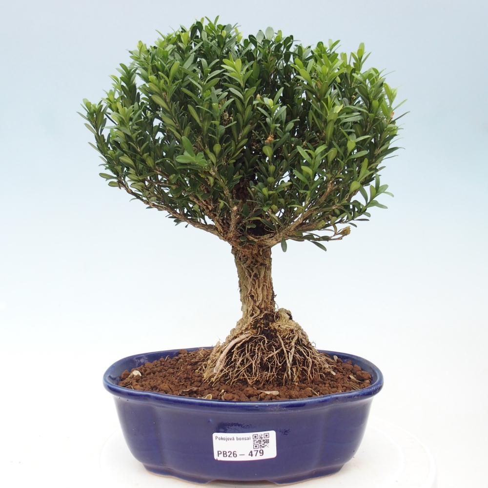 Zimmer Bonsai - Buxus harlandii - Korkbuxus