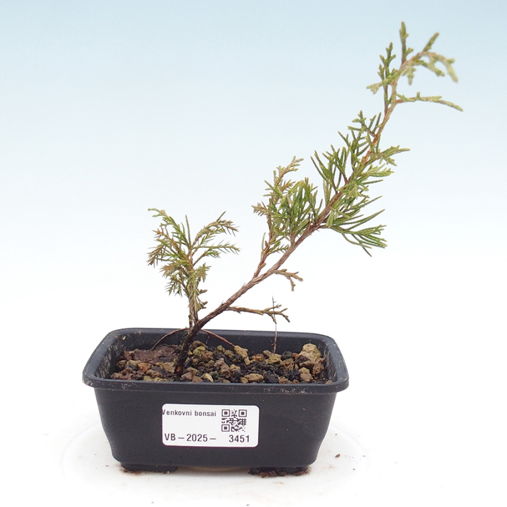 Bonsai für draußen - Juniperus chinensis Itoigawa