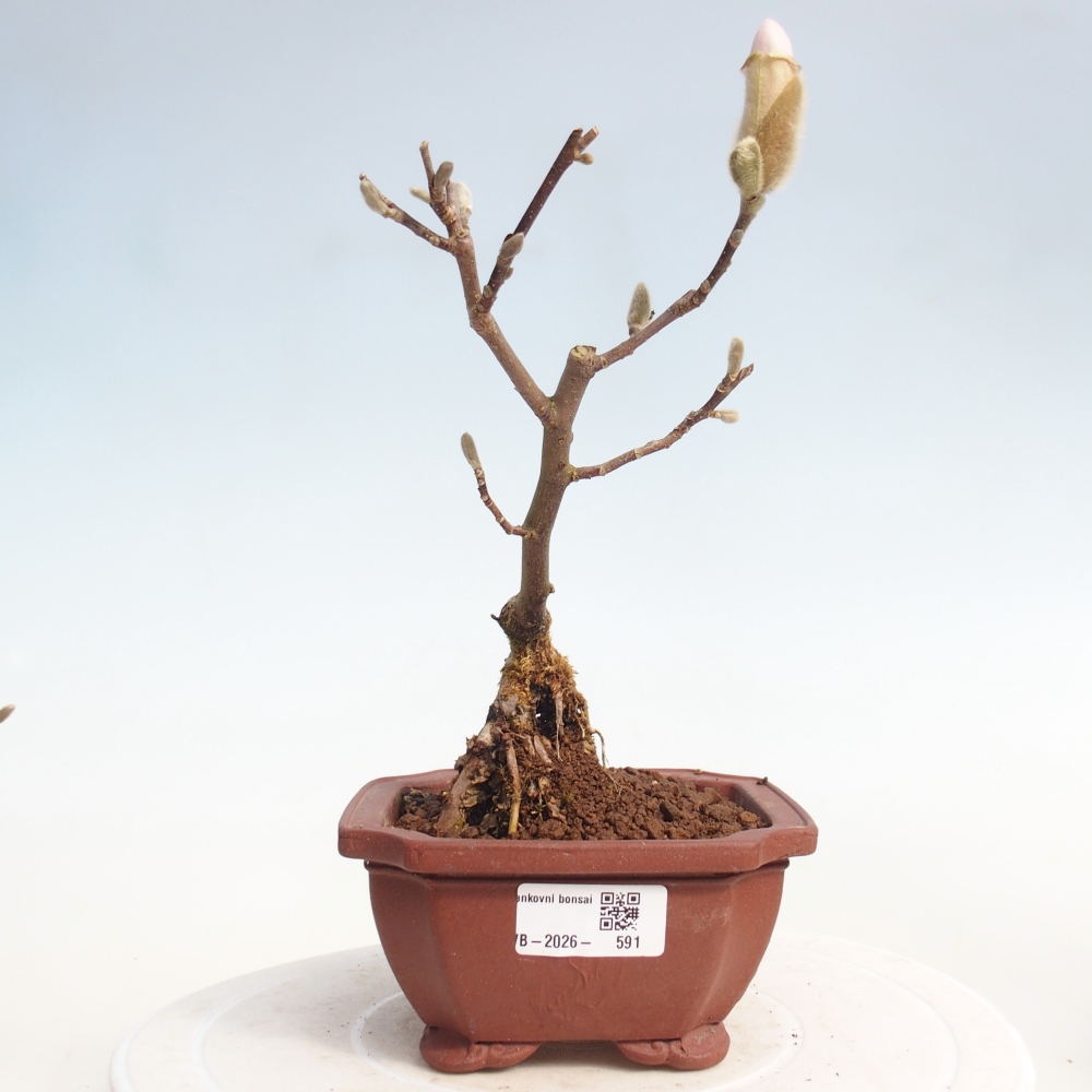 Bonsai für draußen - Magnolia stellata