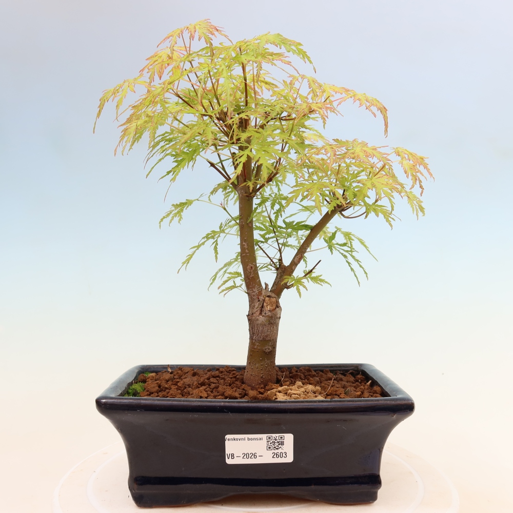 Bonsai für draußen - Acer palmatum Dissectum