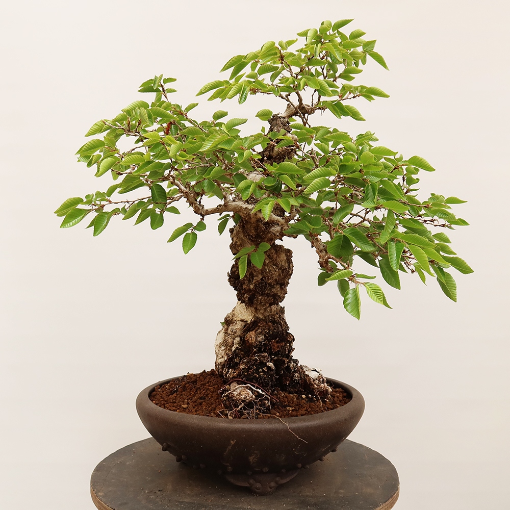 Bonsai für draußen - Karpinus Coreana - Koreanische Hainbuche