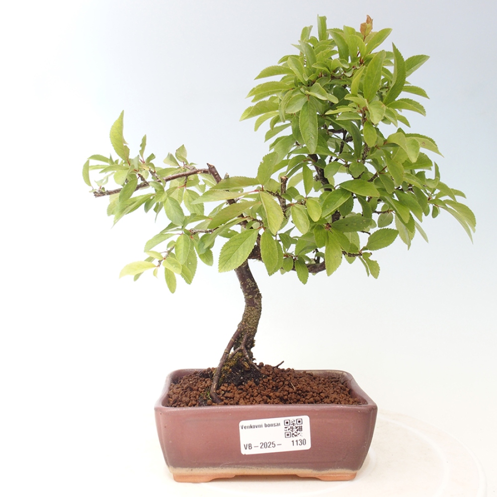 Bonsai für draußen - Prunus spinosa