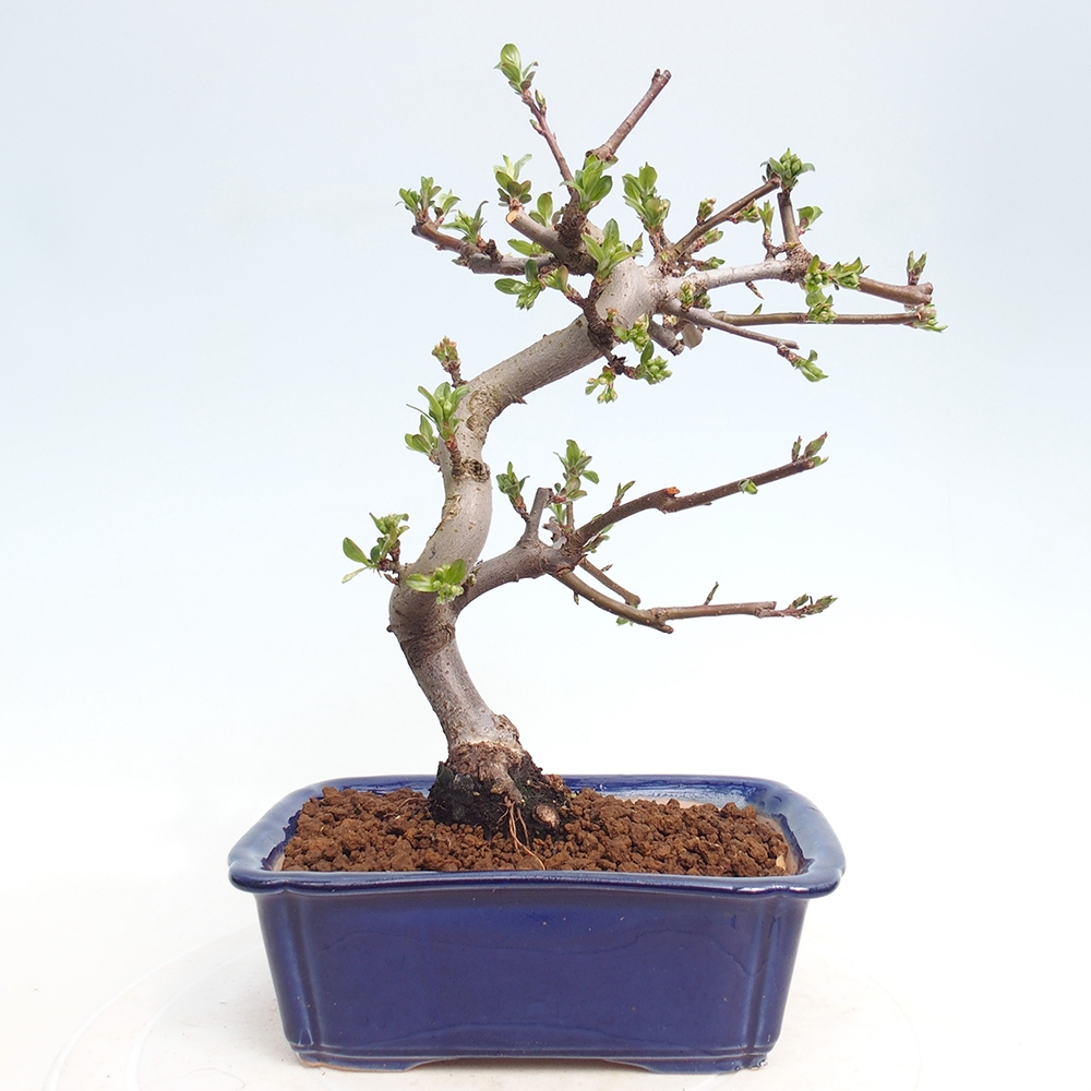 Outdoor Bonsai - Malus sargentii - Kleinfrüchtiger Apfelbaum