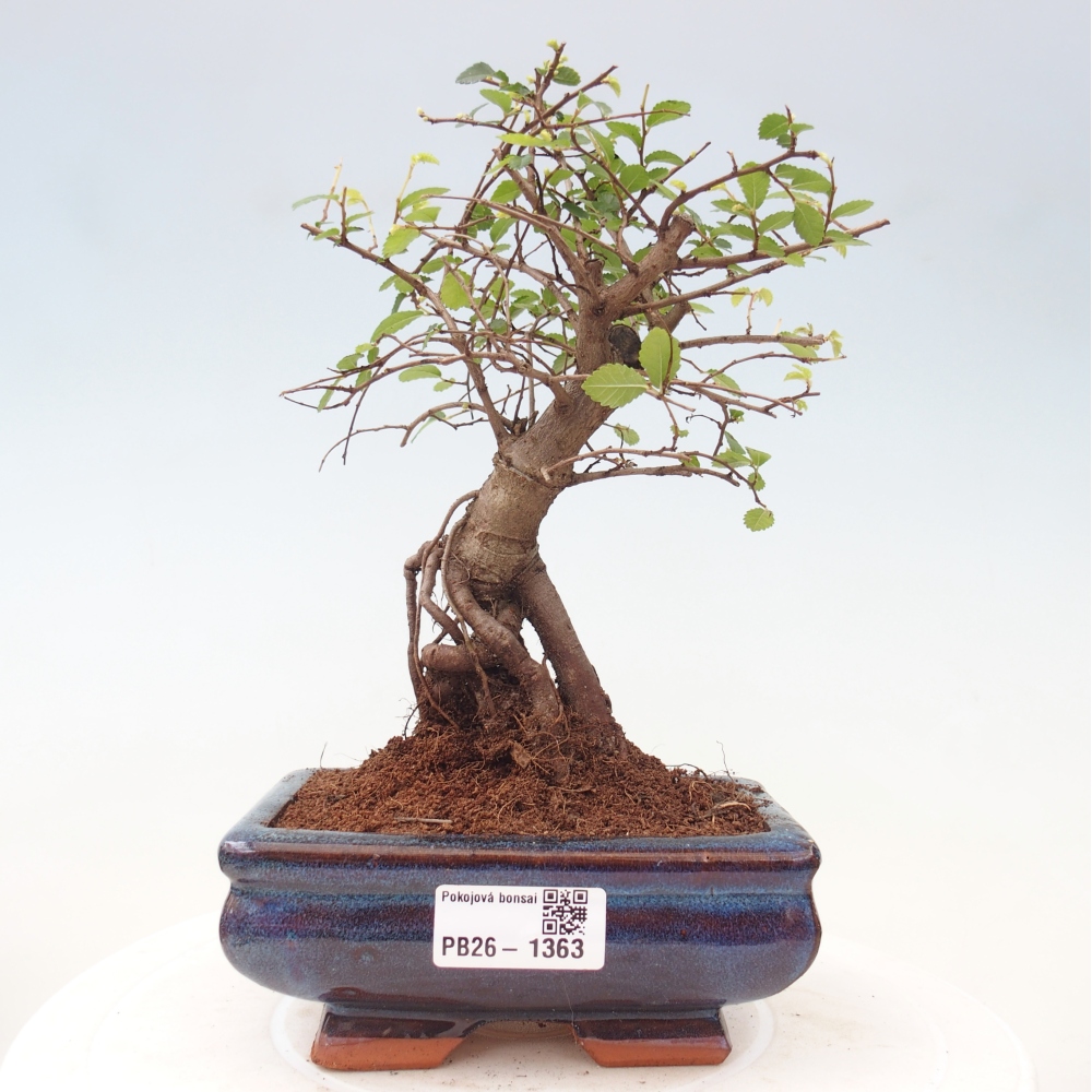 Zimmerbonsai - Ulmus parvifolia - Kleinblättrige Ulme