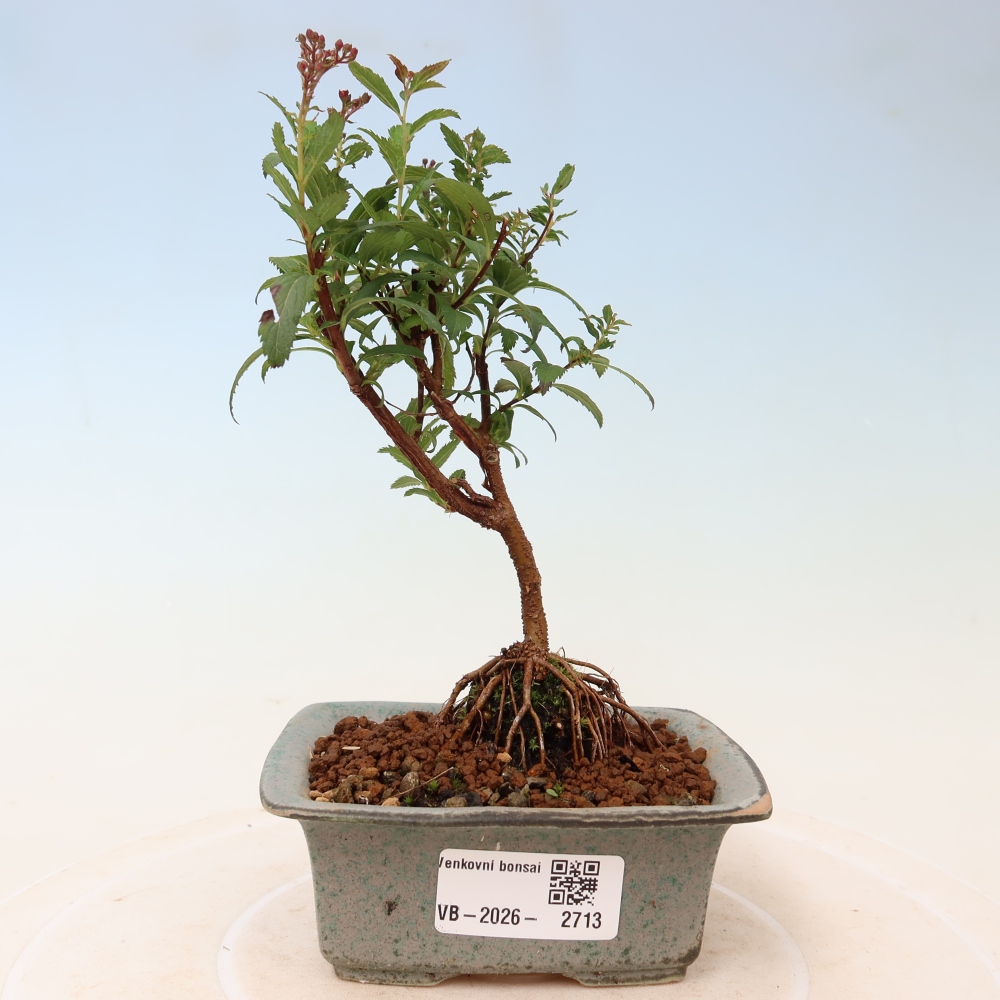 Bonsai für den Außenbereich – Japanische Spirea – Spirea japonica Anthony Waterer