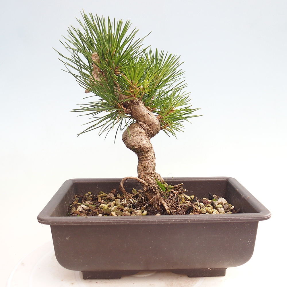 Bonsai für draußen - Pinus thunbergii - Thunberg-Kiefer