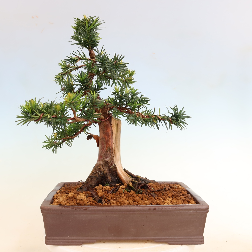 Bonsai für draußen - Taxus cuspidata - Japanische Eibe