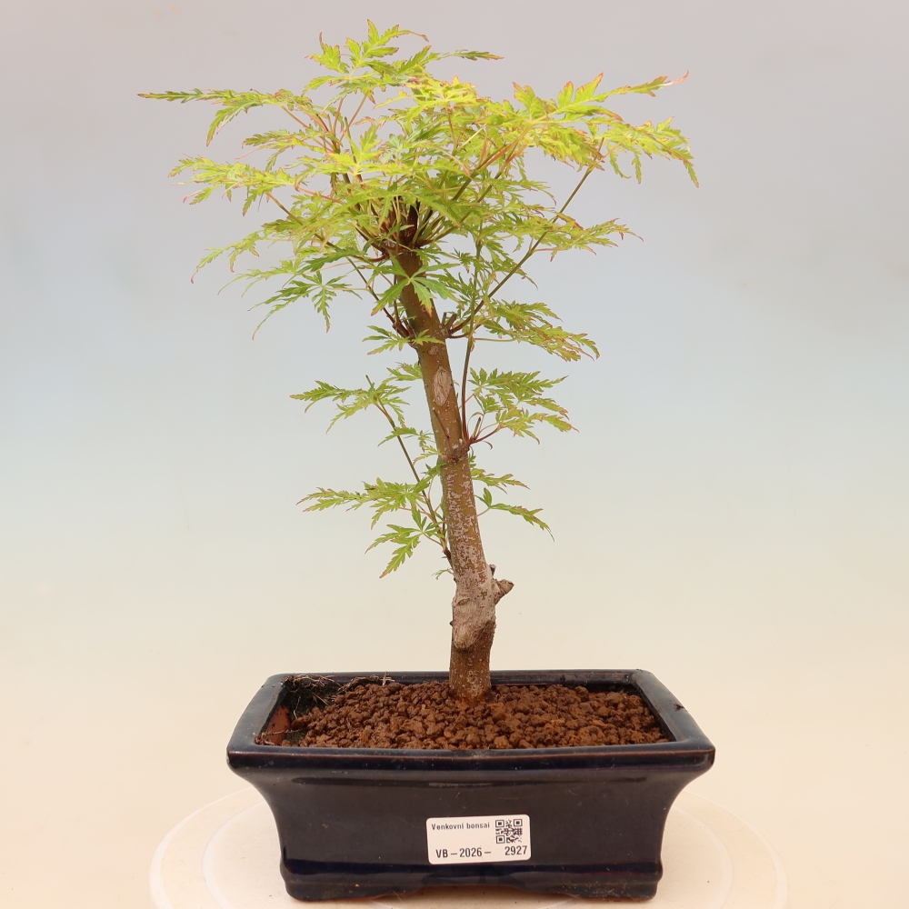 Bonsai für draußen - Acer palmatum Dissectum