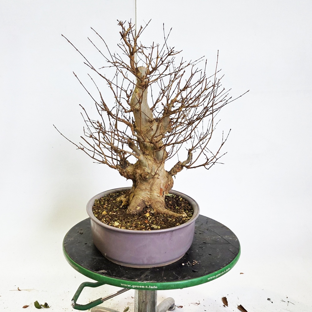 Freiland Bonsai Ahorn Burger - Acer Burgeriana
