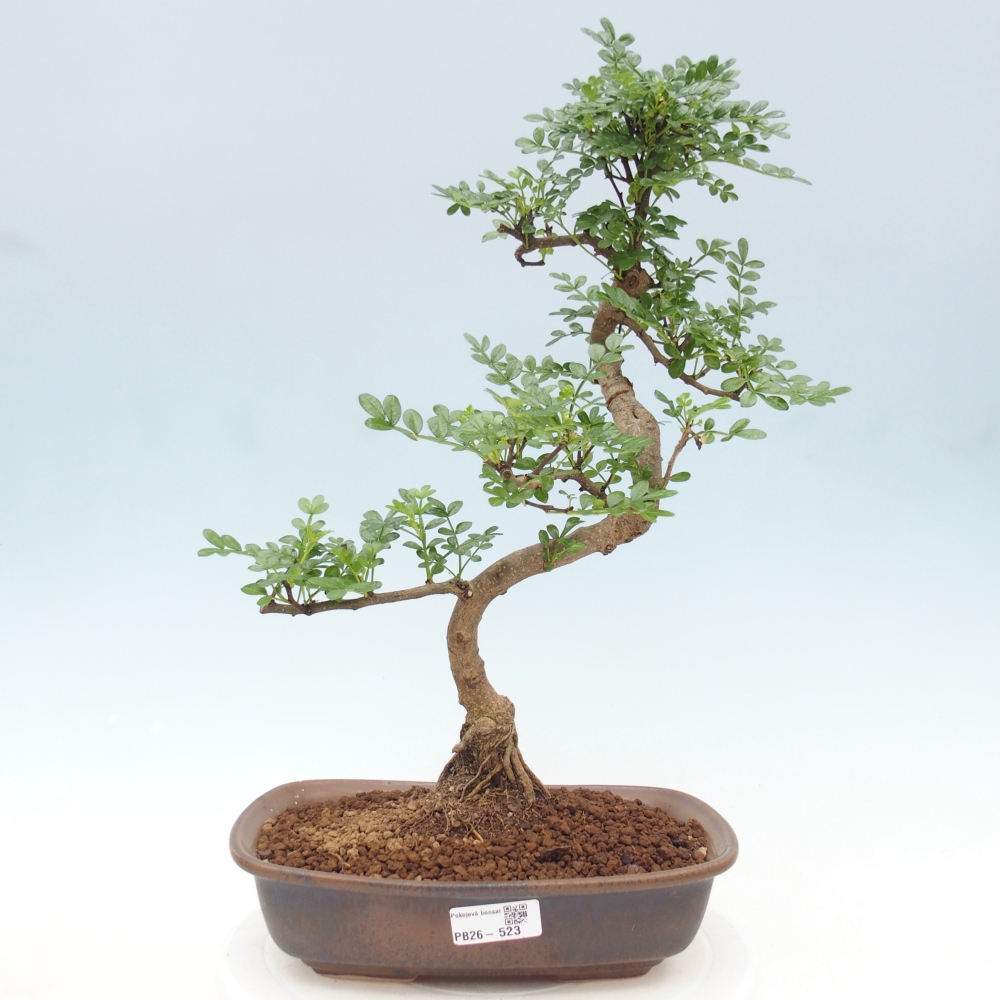 Zimmer Bonsai - Zantoxylum piperitum - Pfefferbaum