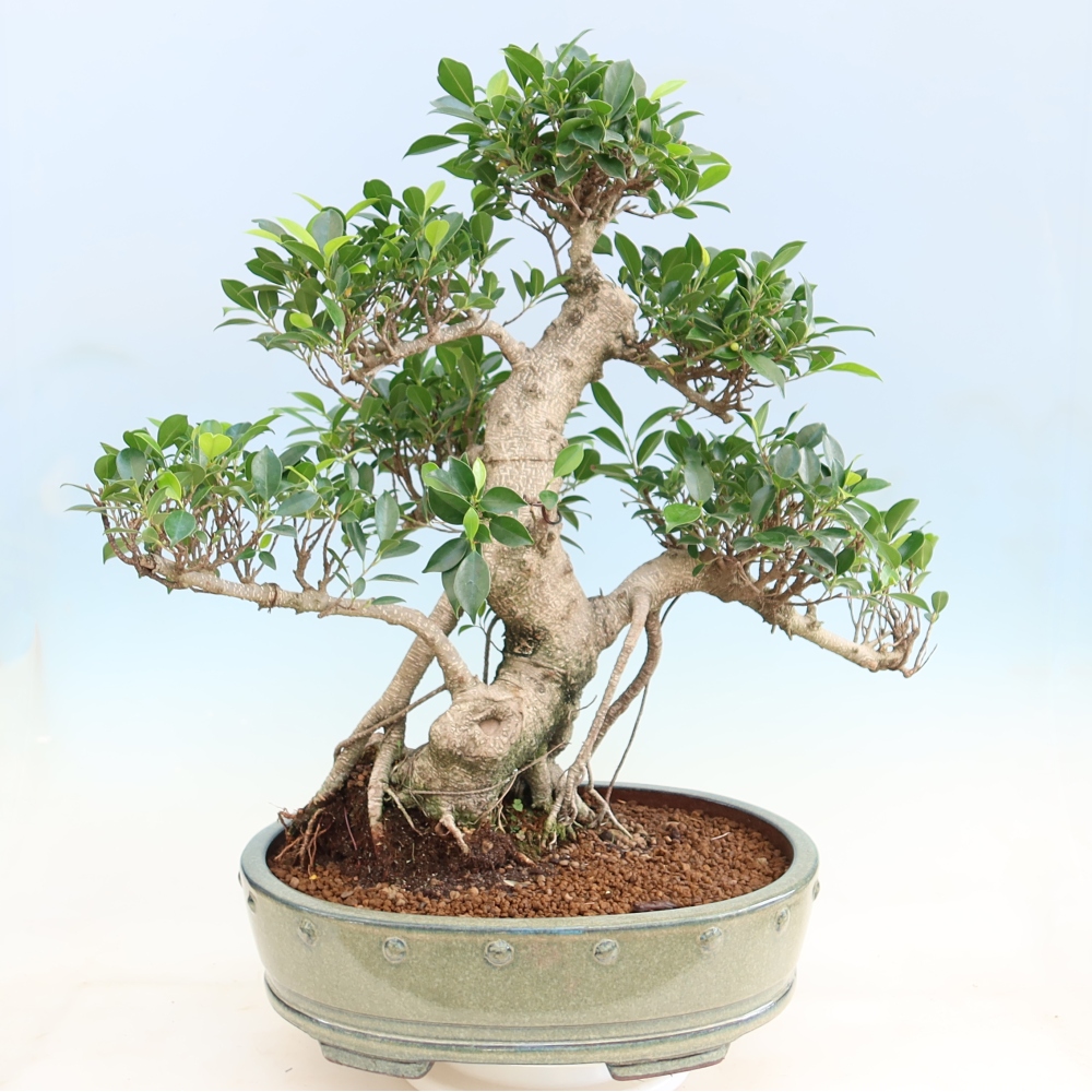 Zimmerbonsai - Ficus kimmen - Kleinblättriger Ficus