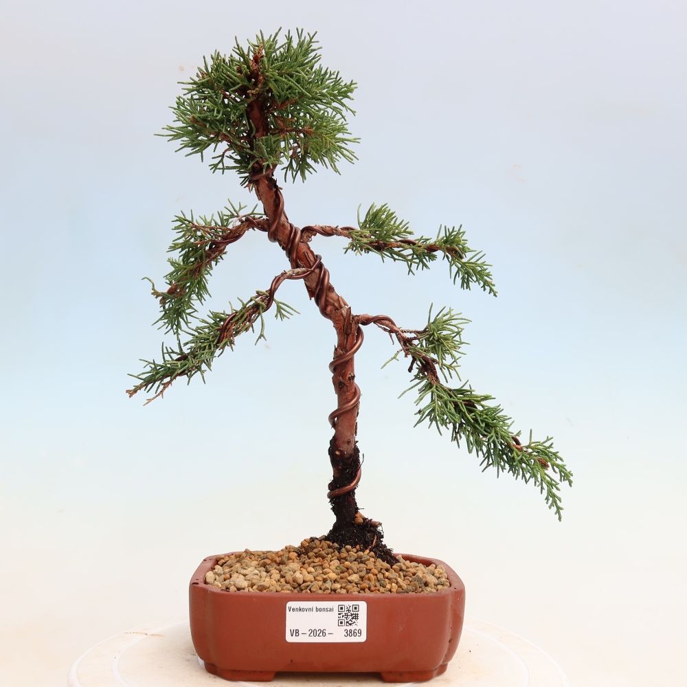 Bonsai für draußen - Juniperus chinensis Kishu