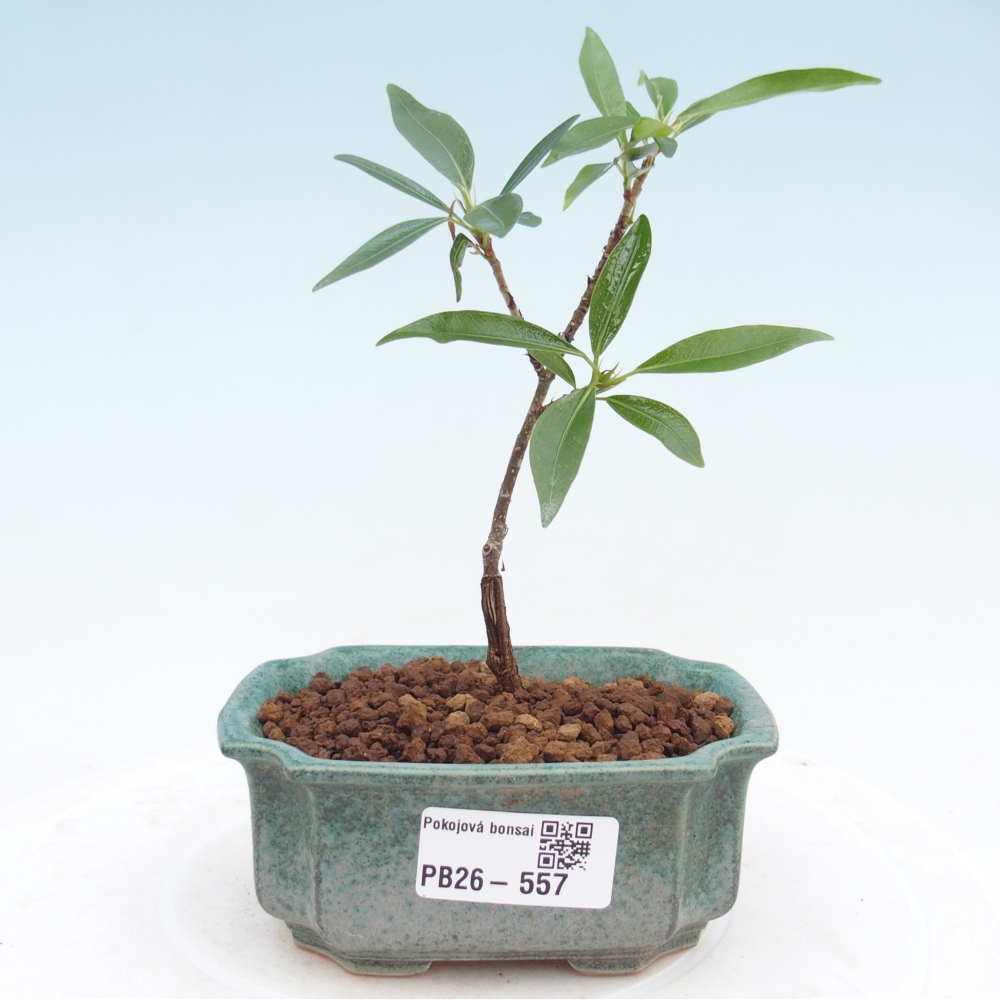 Zimmerbonsai - Ficus nerifolia - Kleinblättriger Ficus