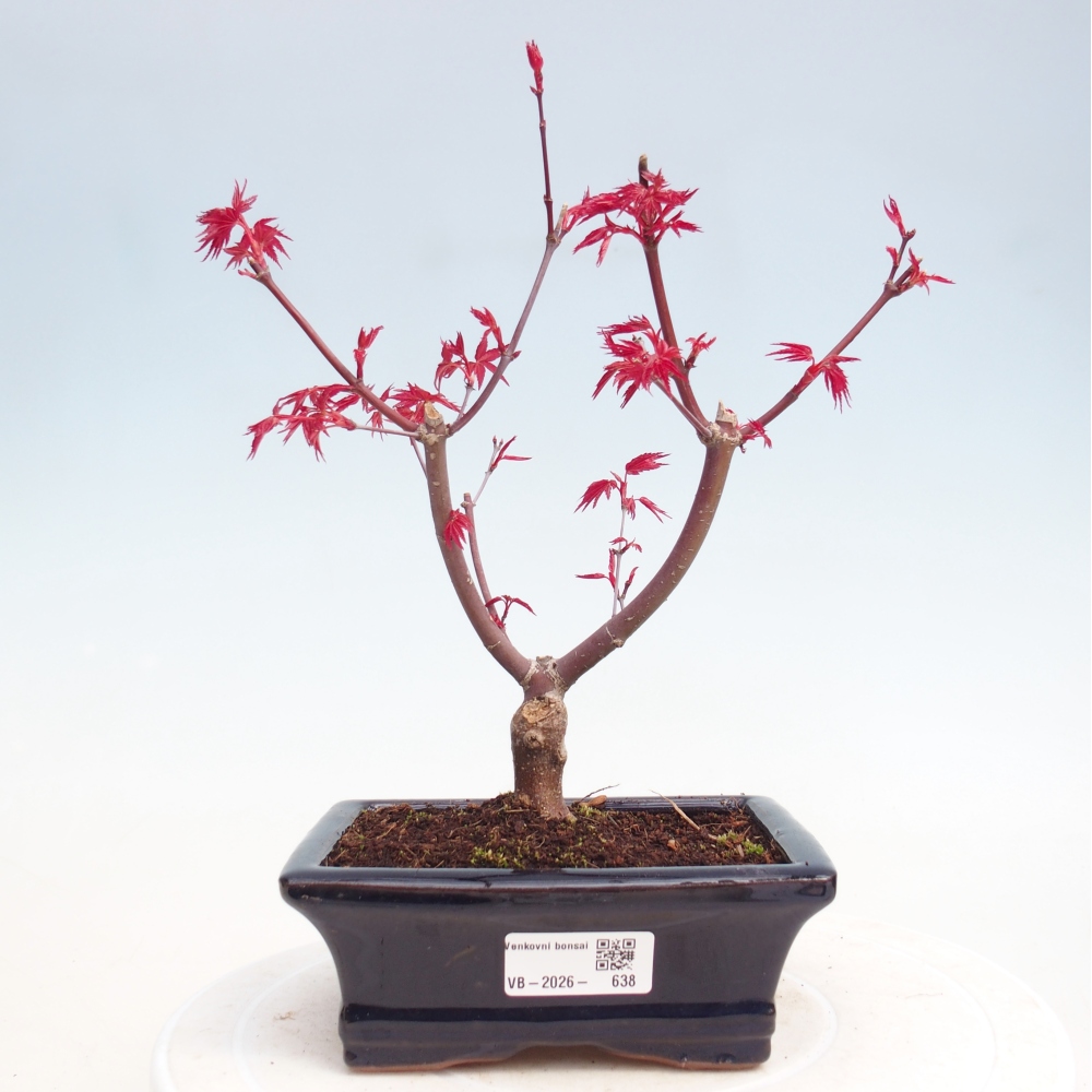 Bonsai für draußen - Acer palmatum DESHOJO