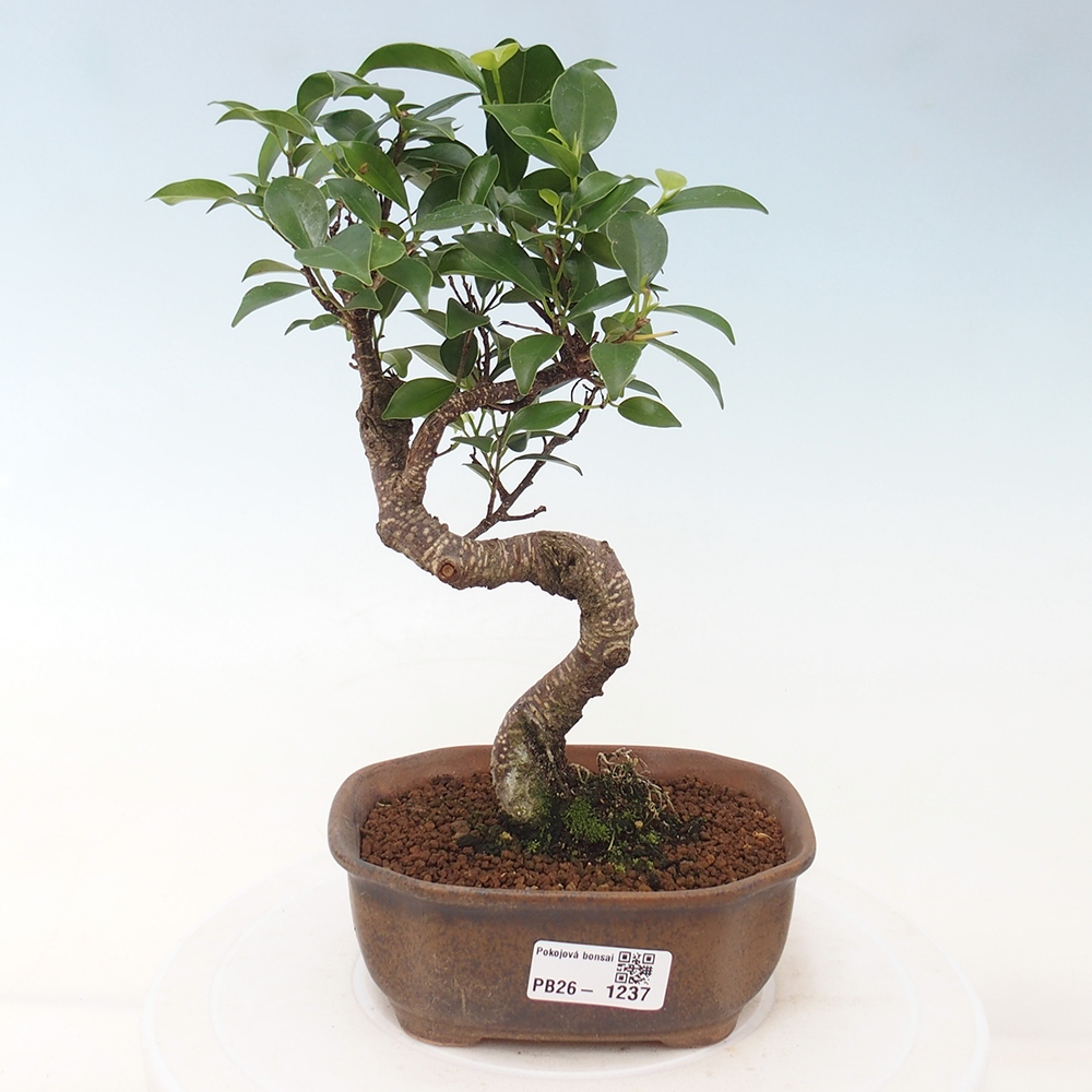 Zimmerbonsai - Ficus retusa - Kleinblättriger Ficus