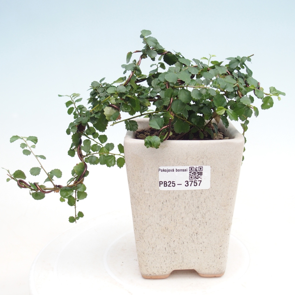 Zimmerbonsai - Grewia sp. - Grewia malafolia