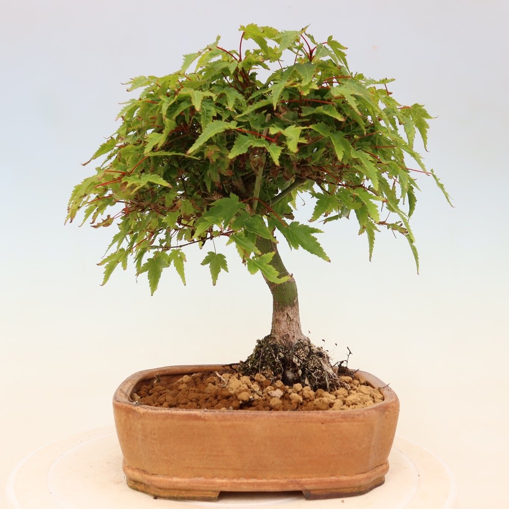 Acer palmatum KIOHIME - Palmetto-Ahorn