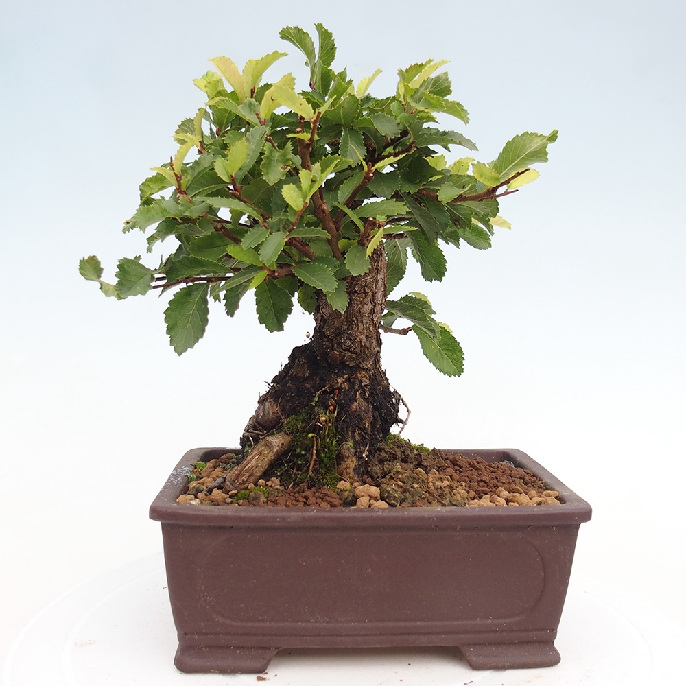 Bonsai für draußen - Zelkova - Zelkova NIRE
