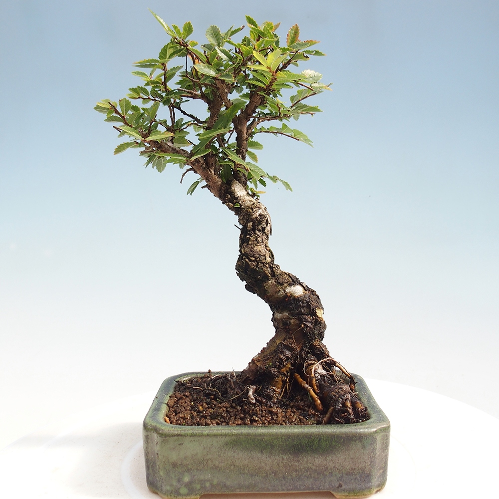 Bonsai für draußen - Zelkova - Zelkova NIRE