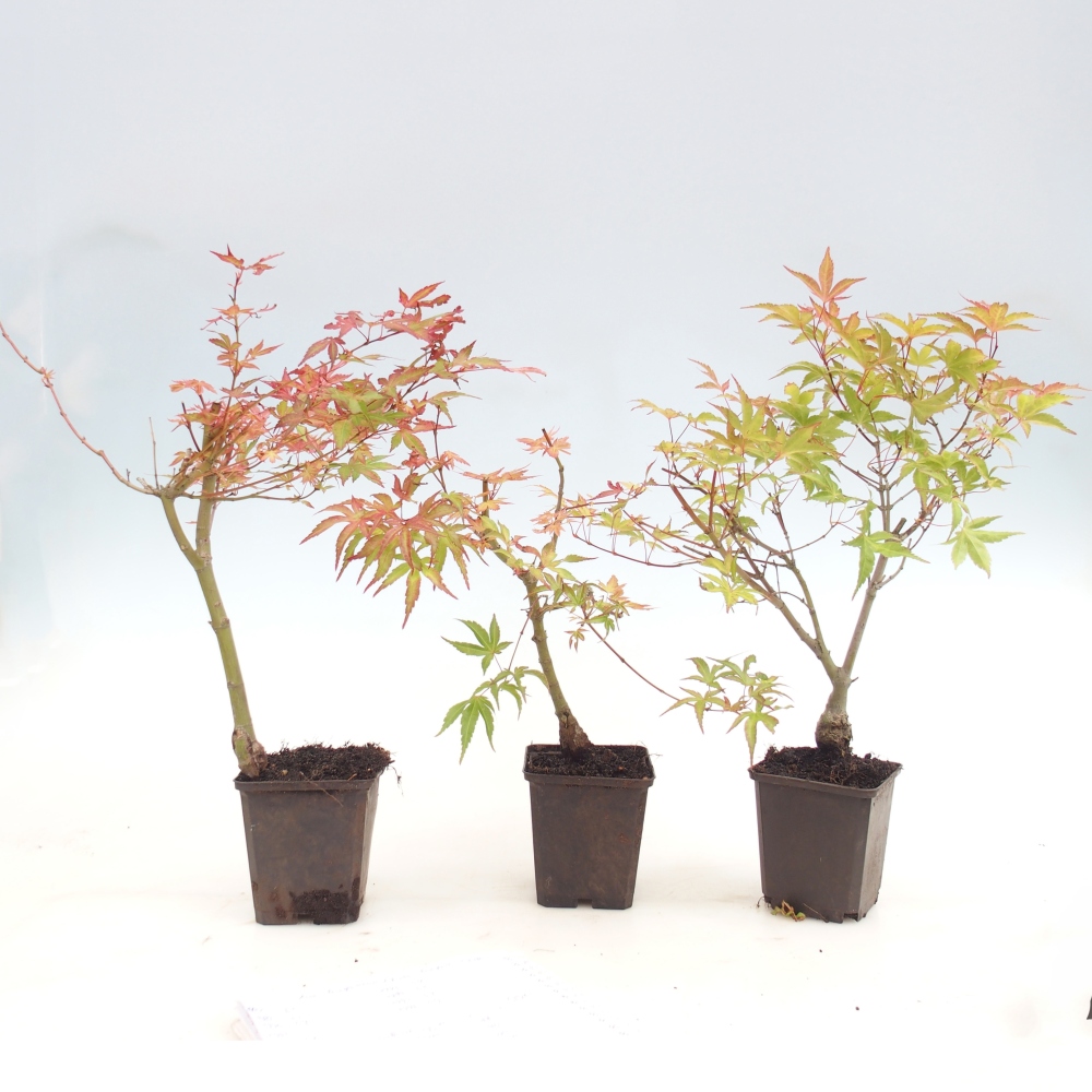 Bonsai für draußen - Acer palmatum Beni Tsukasa im Container