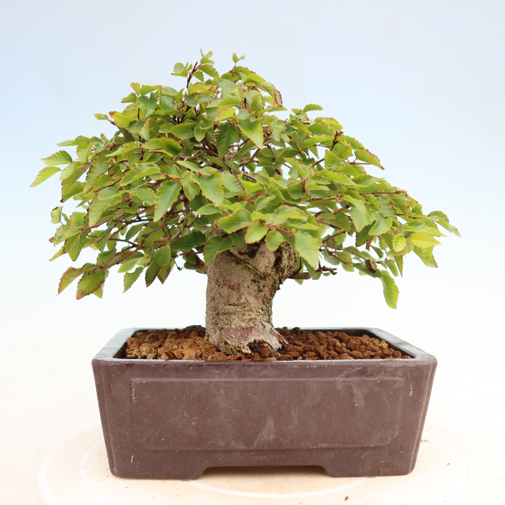 Bonsai für draußen - Karpinus Coreana - Koreanische Hainbuche