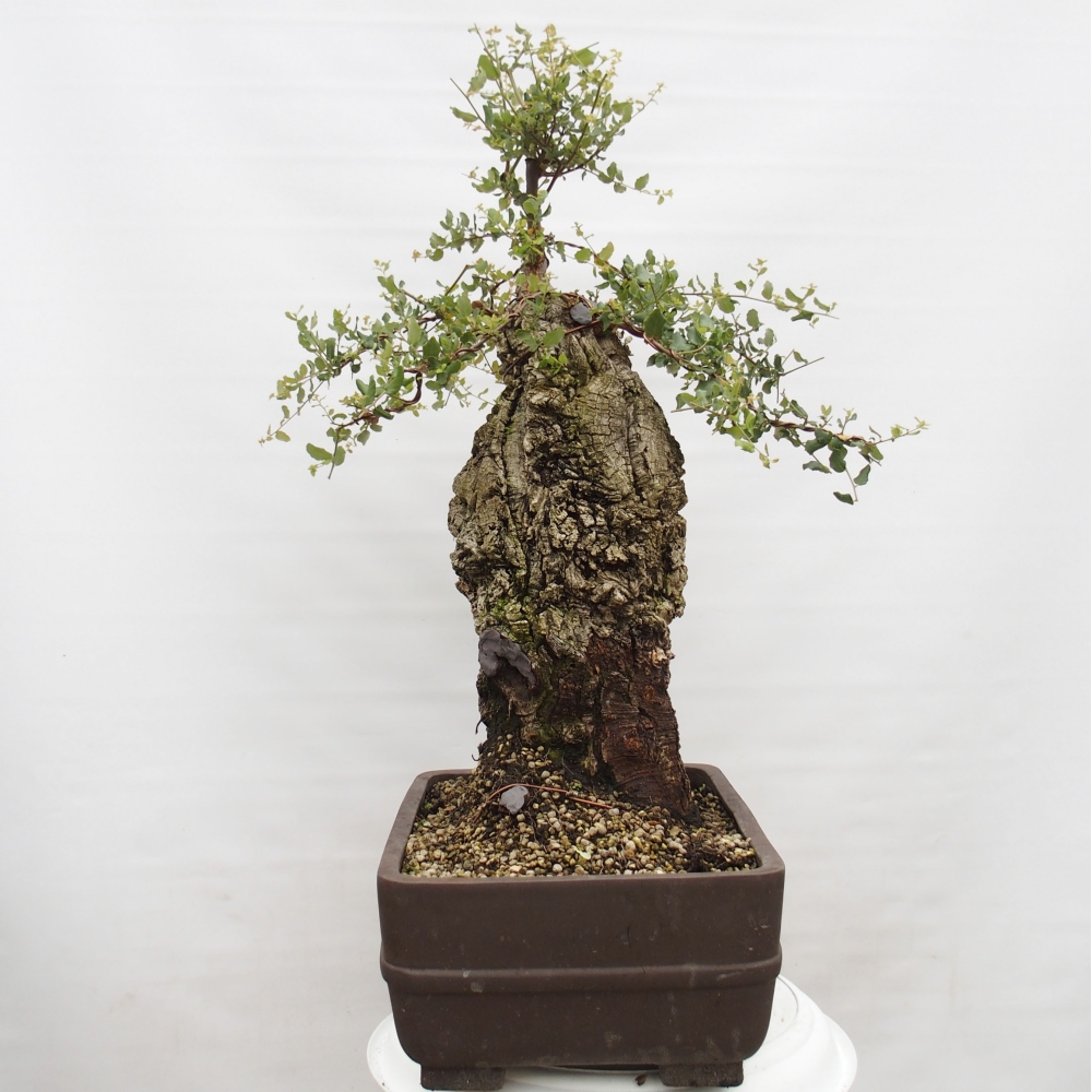 Freiland Bonsai Quercus suber - Korkeiche