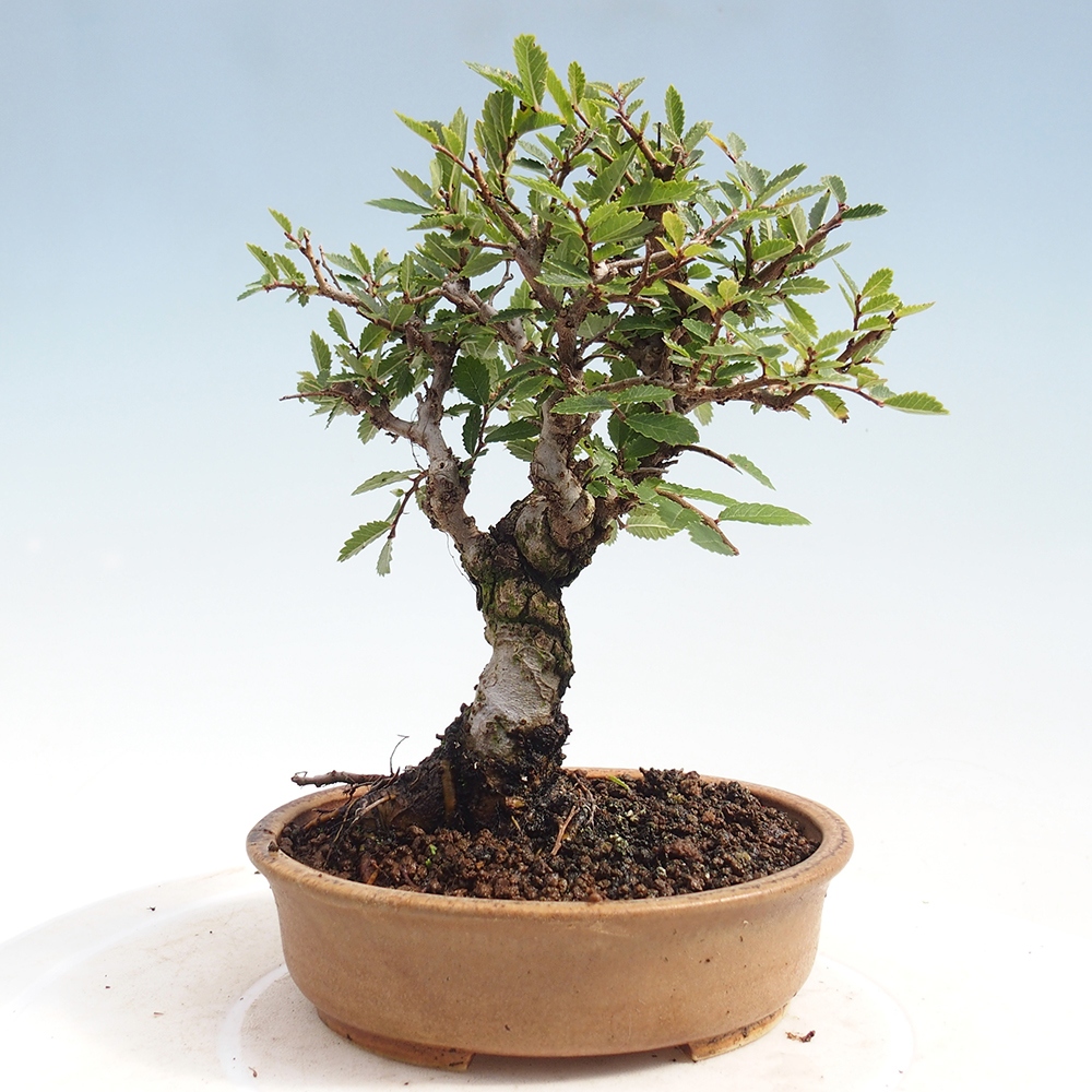 Bonsai für draußen - Zelkova - Zelkova NIRE