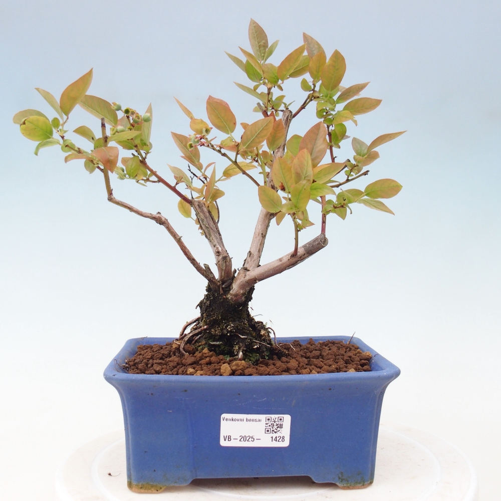 Bonsai für draußen - Kanadische Heidelbeere - Vaccinium corymbosum