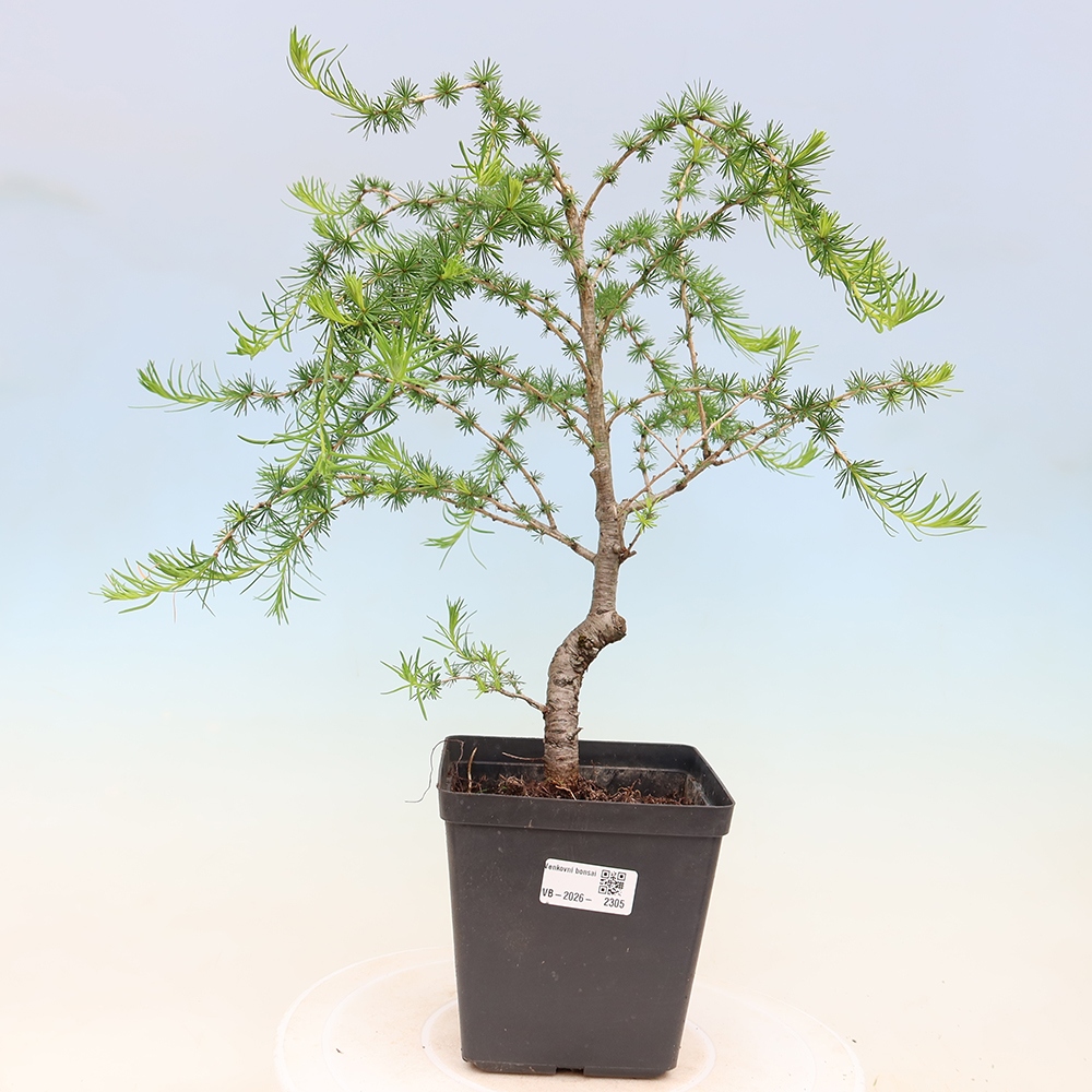 Bonsai für draußen -Larix decidua - Lärche
