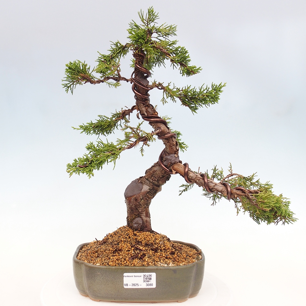 Bonsai für draußen - Juniperus chinensis Itoigawa