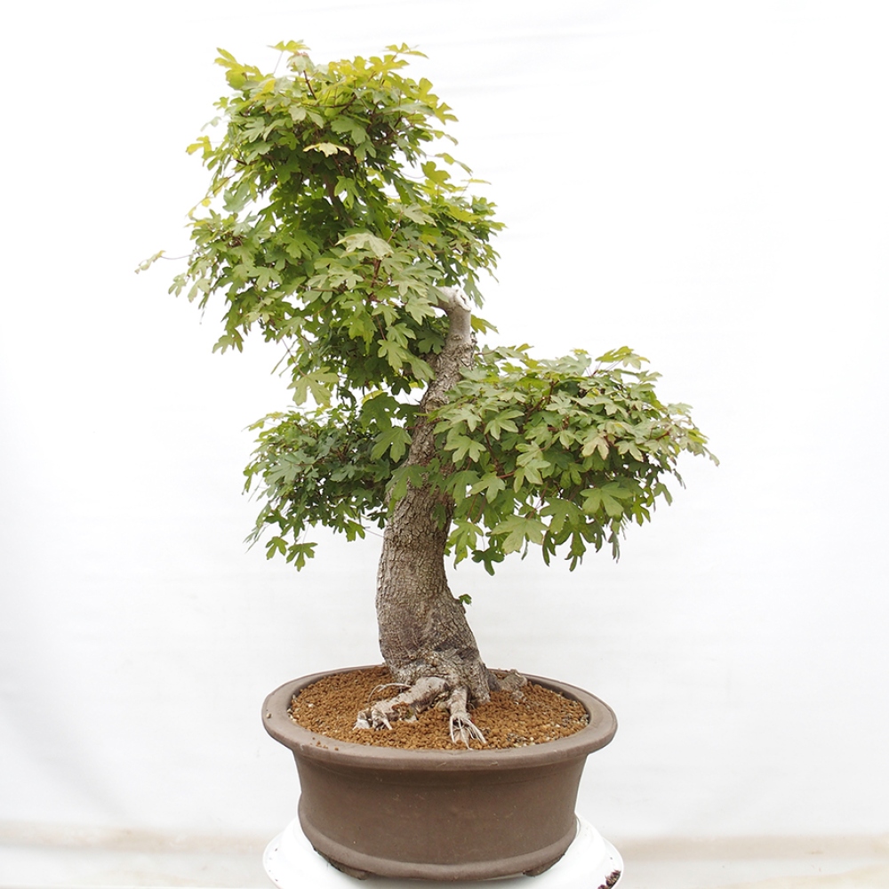 Bonsai für draußen - Französischer Ahorn - Acer Nonspessulanum