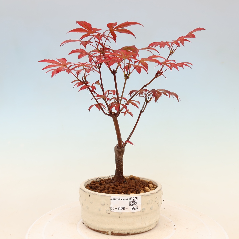 Bonsai für draußen - Acer-Palme. Atropurpureum-Javor palmate