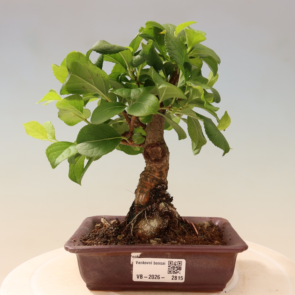 Bonsai für draußen - Celastrus orbiculatus