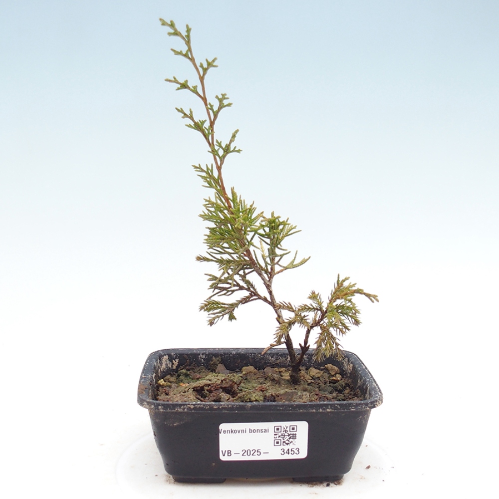 Bonsai für draußen - Juniperus chinensis Itoigawa