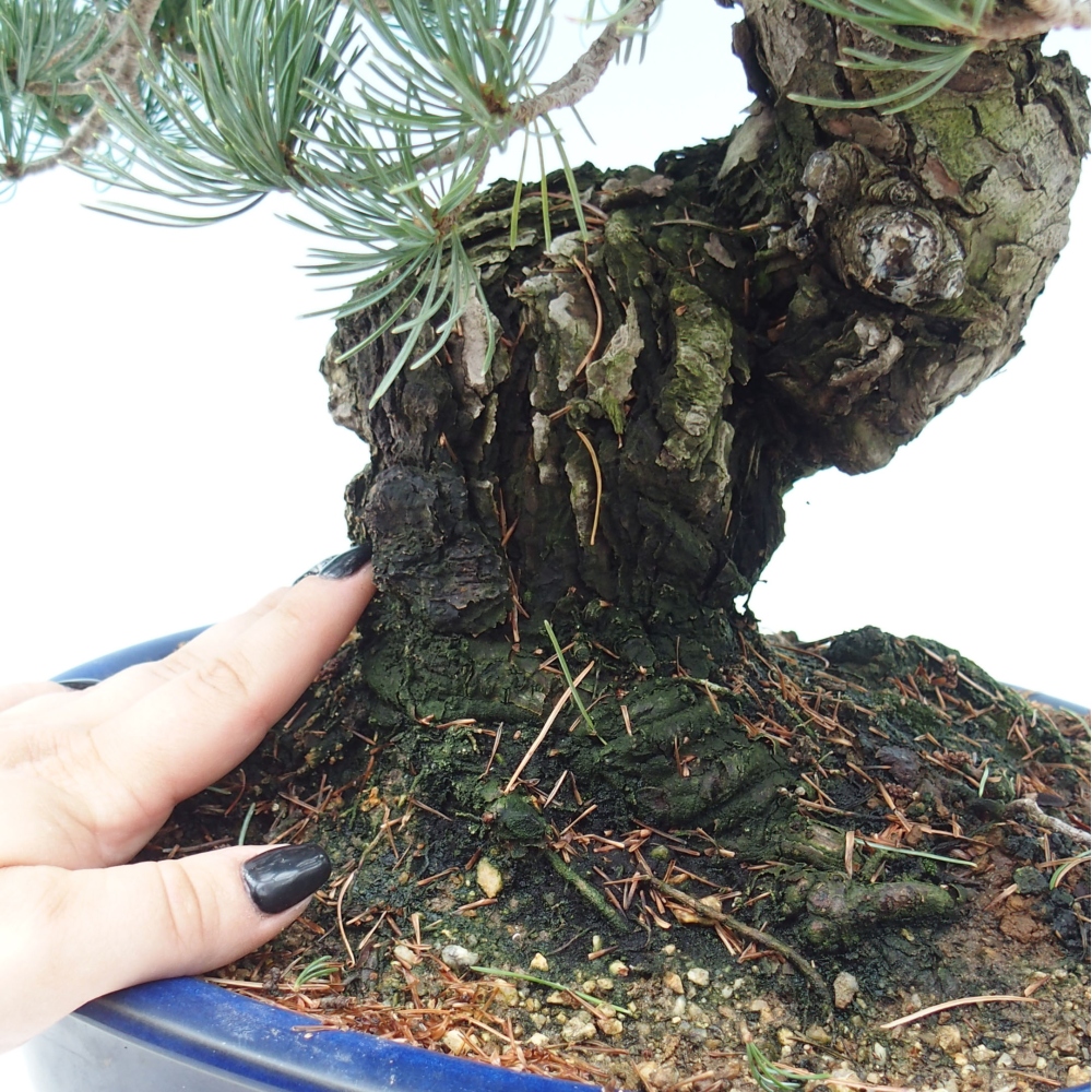 Bonsai für draußen - Pinus parviflora - Pinus parviflora