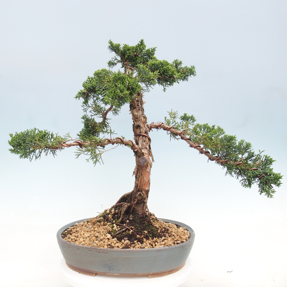 Bonsai für draußen - Juniperus chinensis Kishu