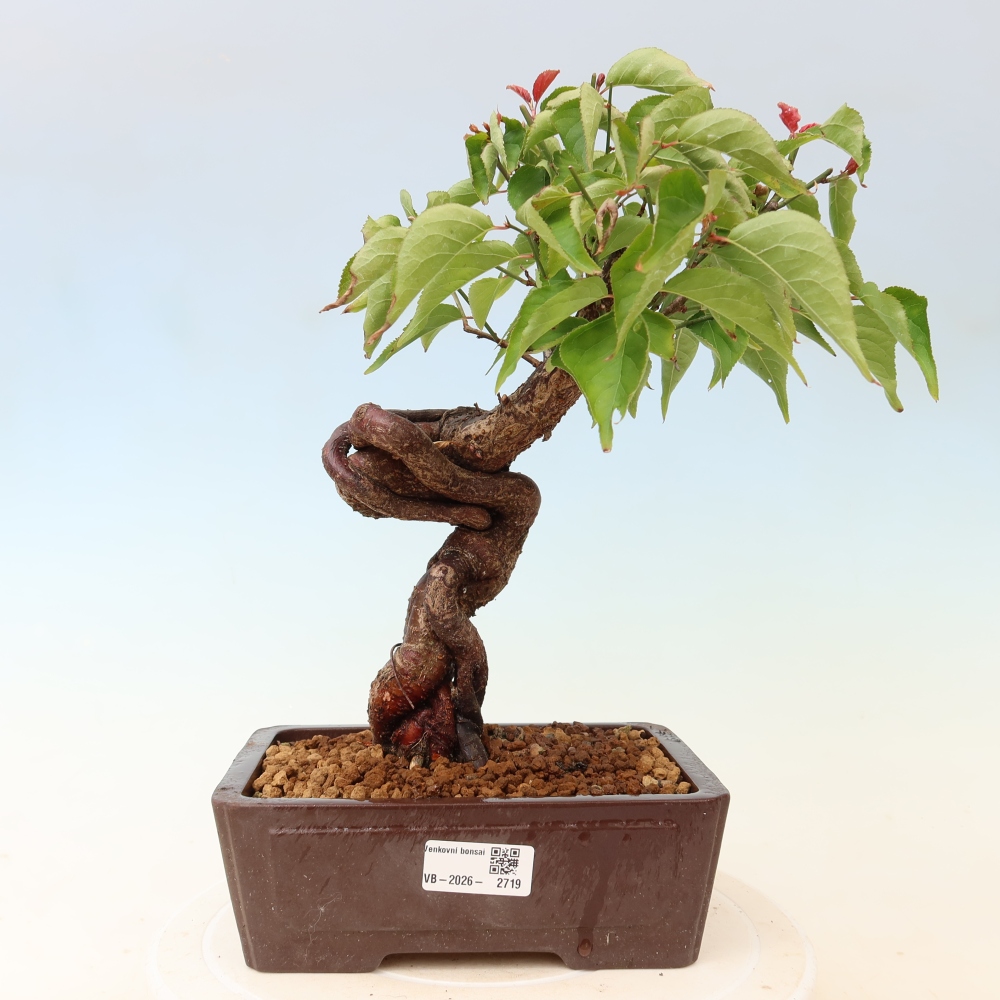Bonsai für den Außenbereich – Japanischer Aprikosenbaum – Prunus Mume