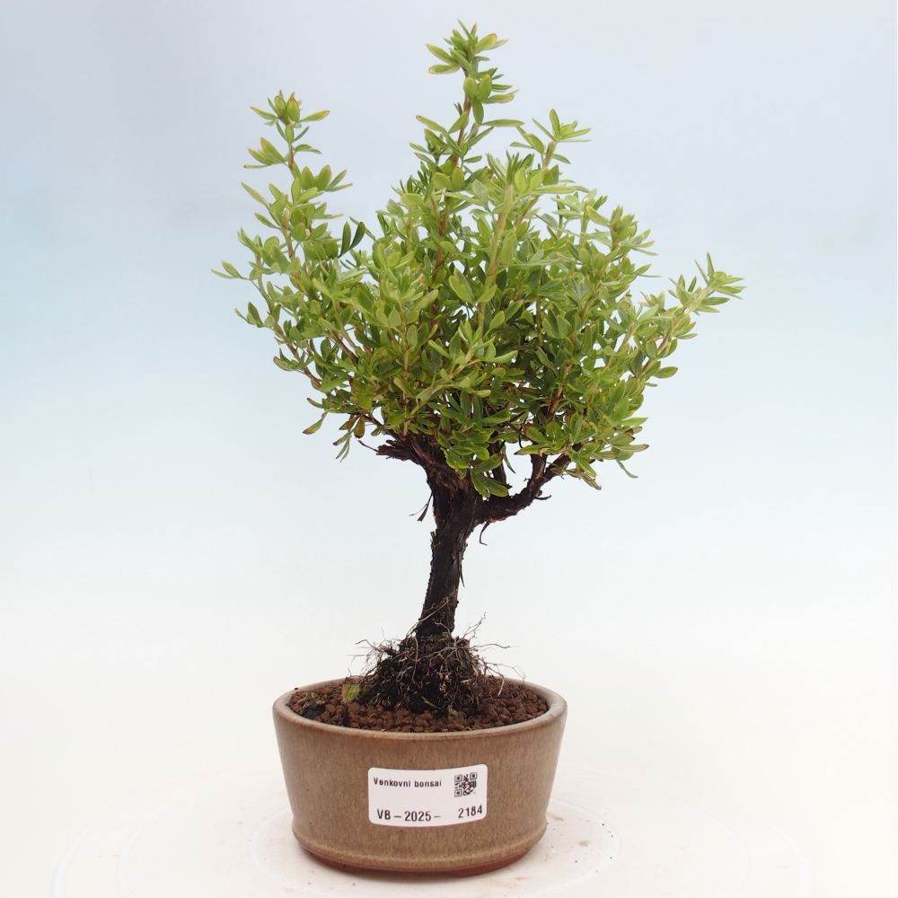 Bonsai für draußen - Potentila fruticosa gelber Vogel