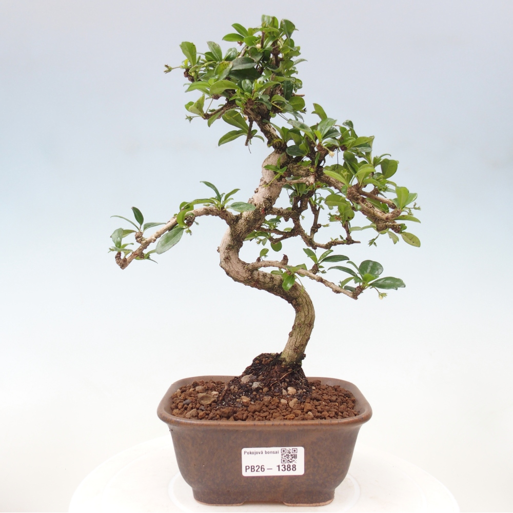 Zimmer-Bonsai - Carmona macrophylla - Tee-Fuki