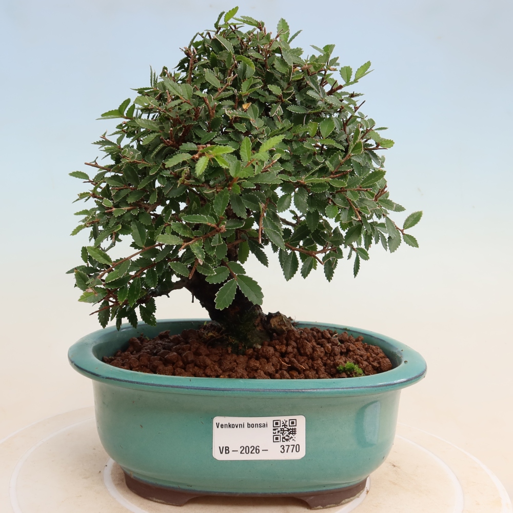 Bonsai für draußen - Zelkova - Zelkova NIRE