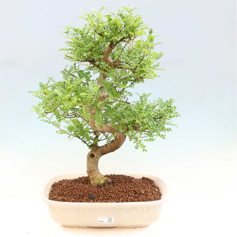 Zimmer Bonsai - Zantoxylum piperitum - Pfefferbaum