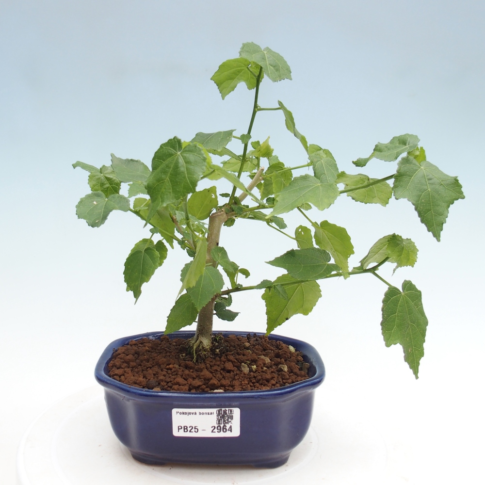 Zimmerbonsai - Malvaviscus arboreus