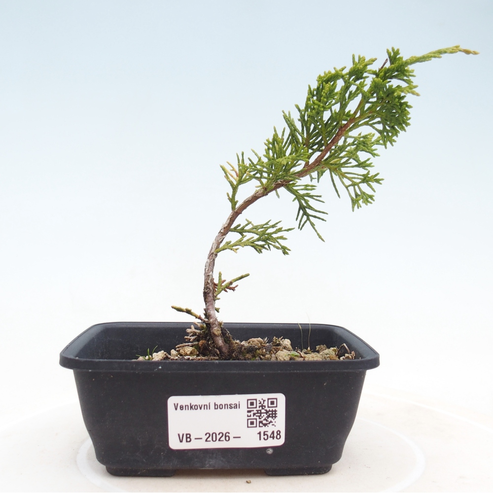 Bonsai für draußen - Juniperus chinensis Itoigawa