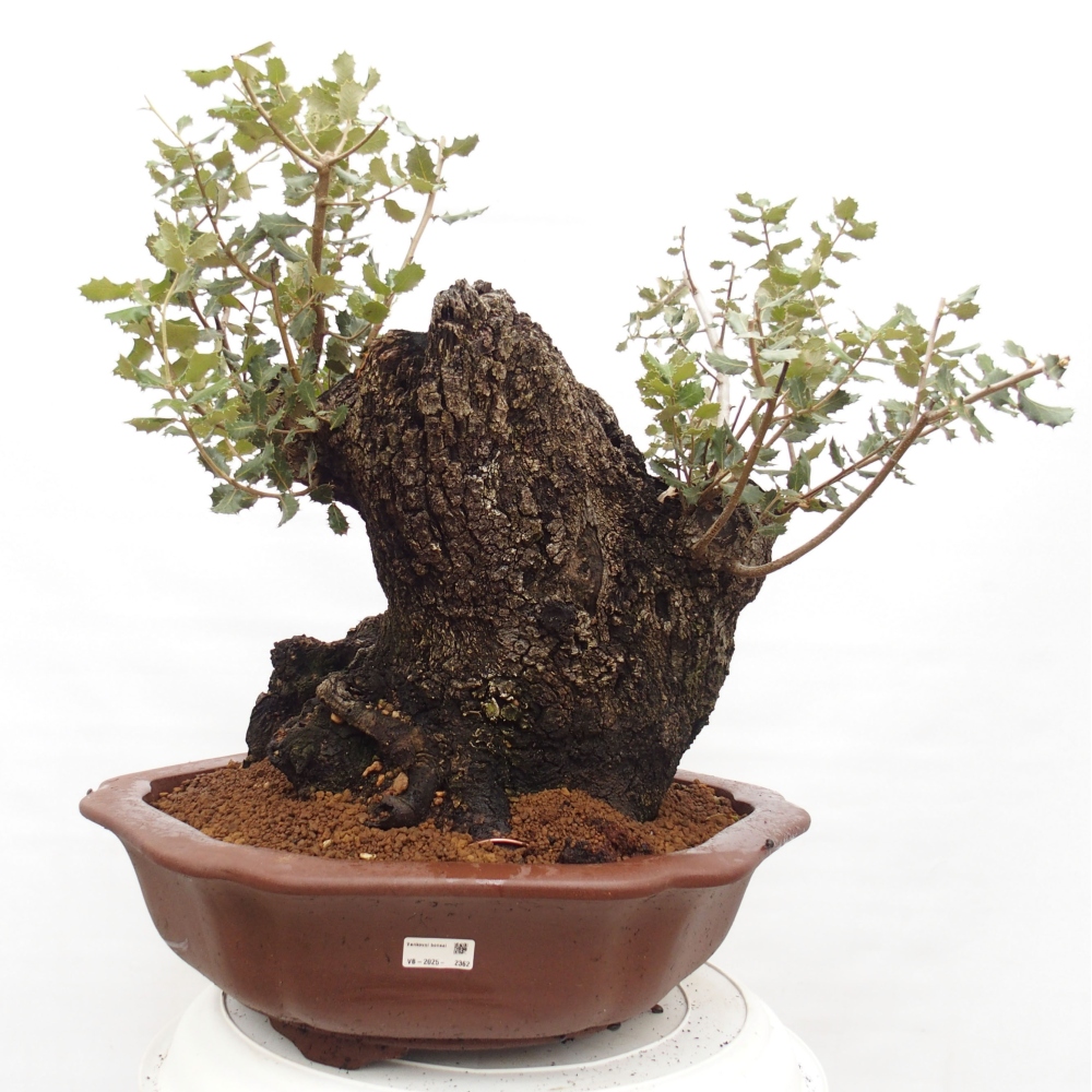 Yamadori - Quercus Ilex - Eichenstechpalme