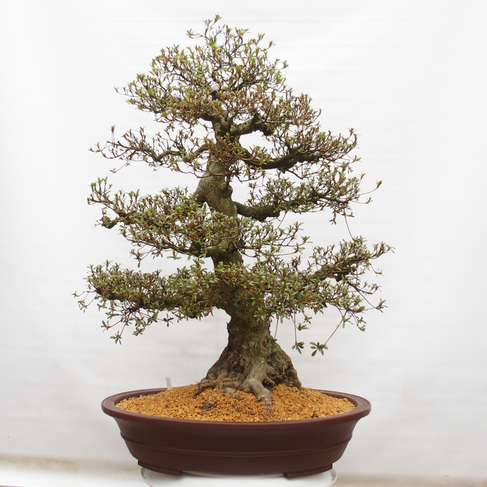 Bonsai für draußen - Japanische Azalee - Azalee Kinu-no-Hikari