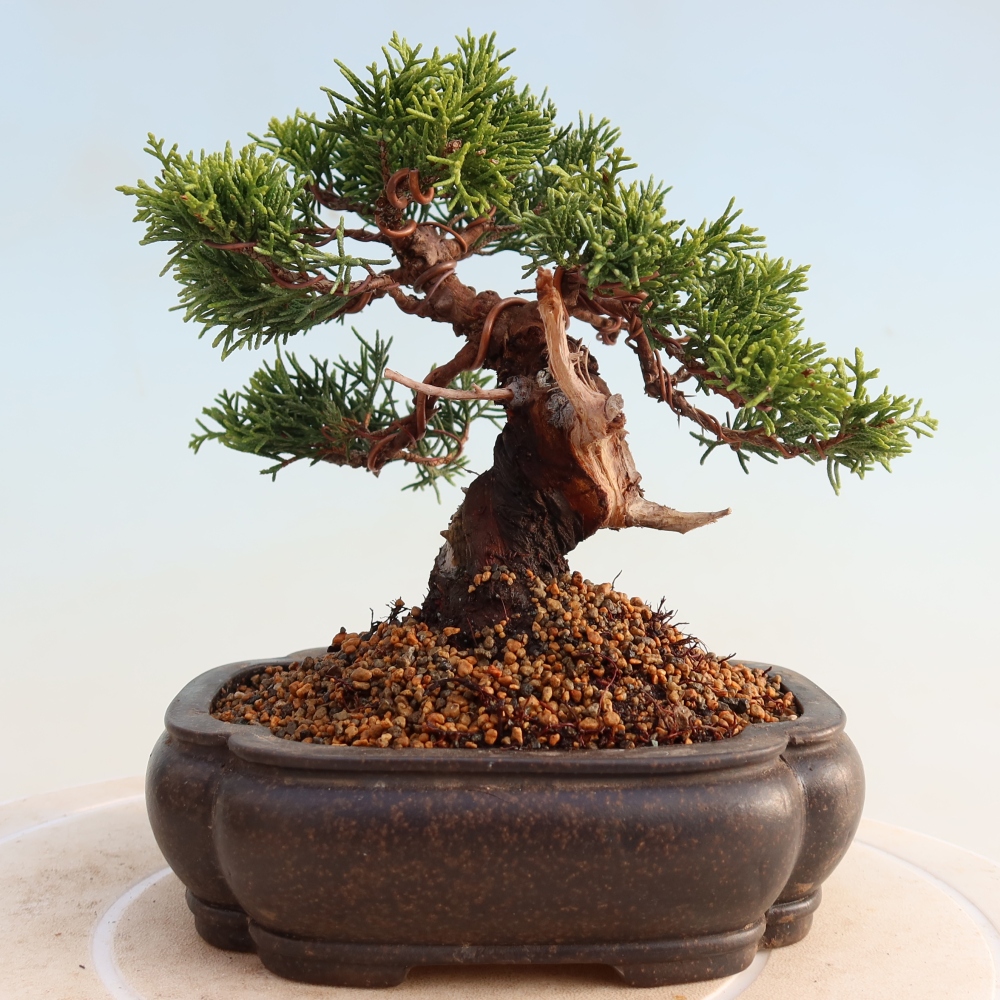Bonsai für draußen - Juniperus chinensis Itoigawa